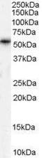 Transmembrane Phosphatase With Tensin Homology antibody, GTX89267, GeneTex, Western Blot image 