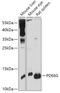 Phosphodiesterase 6G antibody, 16-968, ProSci, Western Blot image 
