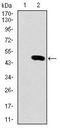 Spi-1 Proto-Oncogene antibody, MA5-17178, Invitrogen Antibodies, Western Blot image 