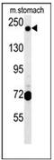 GRIP And Coiled-Coil Domain Containing 2 antibody, AP51797PU-N, Origene, Western Blot image 