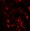 Interleukin 36 Beta antibody, 7507, ProSci, Immunofluorescence image 
