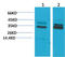 Chloride Intracellular Channel 4 antibody, STJ97561, St John