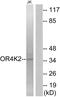 Olfactory Receptor Family 4 Subfamily K Member 2 antibody, PA5-39633, Invitrogen Antibodies, Western Blot image 