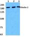 Fibulin 2 antibody, GTX02813, GeneTex, Western Blot image 