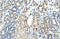 Nicotinamide Phosphoribosyltransferase antibody, orb324989, Biorbyt, Immunohistochemistry paraffin image 