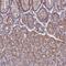 Zinc Finger Protein 749 antibody, HPA042091, Atlas Antibodies, Immunohistochemistry frozen image 