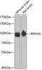 Rabphilin 3A antibody, GTX33452, GeneTex, Western Blot image 