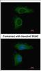 Protein Phosphatase 2 Scaffold Subunit Aalpha antibody, NBP2-19907, Novus Biologicals, Immunocytochemistry image 