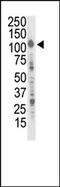 Insulin Receptor Related Receptor antibody, AP14373PU-N, Origene, Western Blot image 