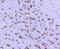 Oligodendrocyte Transcription Factor 2 antibody, NBP2-67377, Novus Biologicals, Immunohistochemistry paraffin image 