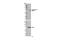 Lymphocyte Cytosolic Protein 2 antibody, 14770S, Cell Signaling Technology, Western Blot image 