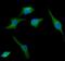 Synaptosome Associated Protein 25 antibody, NBP1-04344, Novus Biologicals, Immunofluorescence image 