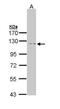 Insulin-degrading enzyme antibody, PA5-29349, Invitrogen Antibodies, Western Blot image 