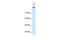 Cordon-Bleu WH2 Repeat Protein Like 1 antibody, PA5-42173, Invitrogen Antibodies, Western Blot image 