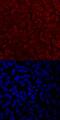 Twist Family BHLH Transcription Factor 2 antibody, AF6249, R&D Systems, Immunocytochemistry image 