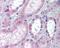 Aminoadipate Aminotransferase antibody, 48-417, ProSci, Immunohistochemistry paraffin image 