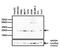 Chromobox 5 antibody, MA1-218, Invitrogen Antibodies, Western Blot image 