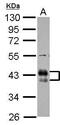 Fc Fragment Of IgG Receptor IIb antibody, PA5-27138, Invitrogen Antibodies, Western Blot image 