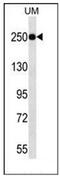 Lysine Demethylase 5A antibody, AP52263PU-N, Origene, Western Blot image 