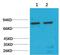 Heat Shock Protein Family A (Hsp70) Member 5 antibody, GTX33997, GeneTex, Western Blot image 