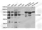 5-hydroxytryptamine receptor 2B antibody, A5670, ABclonal Technology, Western Blot image 