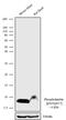 Phospholamban antibody, 702369, Invitrogen Antibodies, Western Blot image 