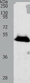 RNA Binding Motif Single Stranded Interacting Protein 3 antibody, TA323498, Origene, Western Blot image 