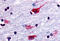 Cholinergic Receptor Muscarinic 2 antibody, MBS244325, MyBioSource, Immunohistochemistry frozen image 