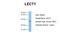 Chondromodulin antibody, A06661, Boster Biological Technology, Western Blot image 