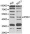 Inositol Hexakisphosphate Kinase 2 antibody, abx005426, Abbexa, Western Blot image 