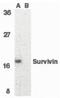 Survivin antibody, orb86546, Biorbyt, Western Blot image 