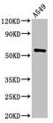 SS-A antibody, CSB-PA024457LA01HU, Cusabio, Western Blot image 