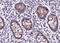 Claudin 5 antibody, GTX00796, GeneTex, Immunohistochemistry paraffin image 
