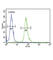 DNA Fragmentation Factor Subunit Beta antibody, abx034537, Abbexa, Western Blot image 