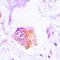 Neutrophil Cytosolic Factor 1 antibody, orb215429, Biorbyt, Immunohistochemistry paraffin image 
