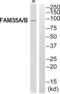 Shieldin Complex Subunit 2 antibody, abx014743, Abbexa, Western Blot image 