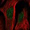 Ligand Dependent Nuclear Receptor Corepressor antibody, HPA057621, Atlas Antibodies, Immunofluorescence image 
