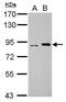 POLI antibody, PA5-29534, Invitrogen Antibodies, Western Blot image 