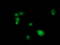 SAM And HD Domain Containing Deoxynucleoside Triphosphate Triphosphohydrolase 1 antibody, LS-C172463, Lifespan Biosciences, Immunofluorescence image 