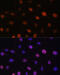 Ubiquitin Like With PHD And Ring Finger Domains 2 antibody, 15-099, ProSci, Immunofluorescence image 