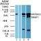 TBK1 Binding Protein 1 antibody, PA5-23223, Invitrogen Antibodies, Western Blot image 