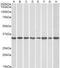 POU Class 2 Homeobox Associating Factor 1 antibody, 43-149, ProSci, Western Blot image 