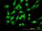 PBK/TOPK antibody, H00055872-M07, Novus Biologicals, Immunocytochemistry image 