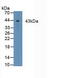 Fc Fragment Of IgG Receptor Ia antibody, abx104517, Abbexa, Western Blot image 