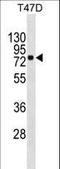 MX Dynamin Like GTPase 1 antibody, LS-C158333, Lifespan Biosciences, Western Blot image 