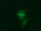 Ras Like Without CAAX 2 antibody, TA501703, Origene, Immunofluorescence image 