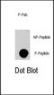 AKT Serine/Threonine Kinase 3 antibody, MBS9213634, MyBioSource, Dot Blot image 