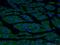 Actin Alpha Cardiac Muscle 1 antibody, 66125-1-Ig, Proteintech Group, Immunofluorescence image 