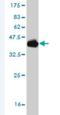 POU Class 6 Homeobox 2 antibody, H00011281-M08, Novus Biologicals, Western Blot image 