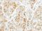 Syntaxin 6 antibody, NBP2-15132, Novus Biologicals, Immunohistochemistry frozen image 